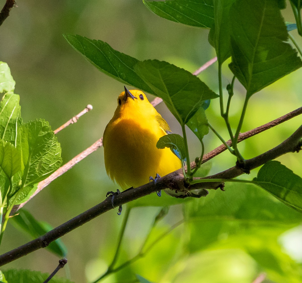 Prothonotary Warbler - ML619744031