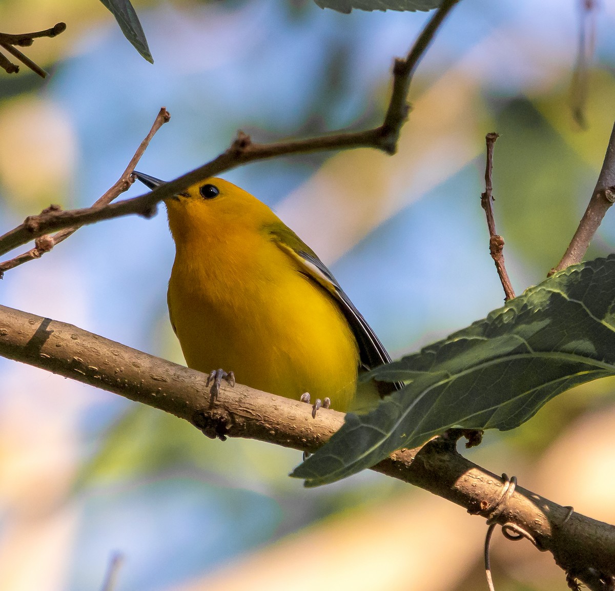 Prothonotary Warbler - ML619744036