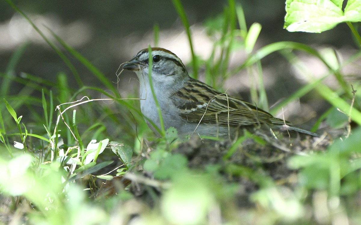 Chipping Sparrow - ML619744038