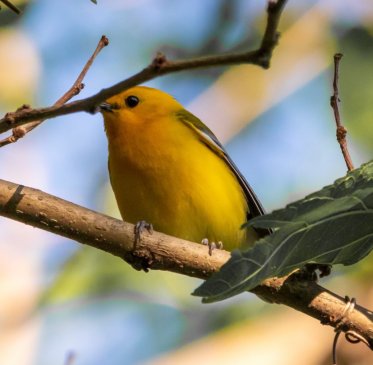 Prothonotary Warbler - ML619744039
