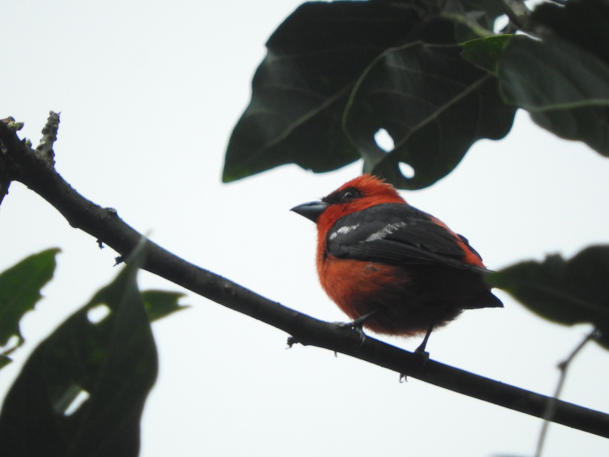 White-winged Tanager - ML619744079