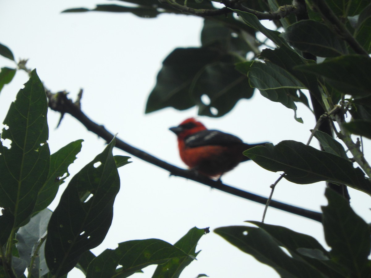 White-winged Tanager - ML619744080