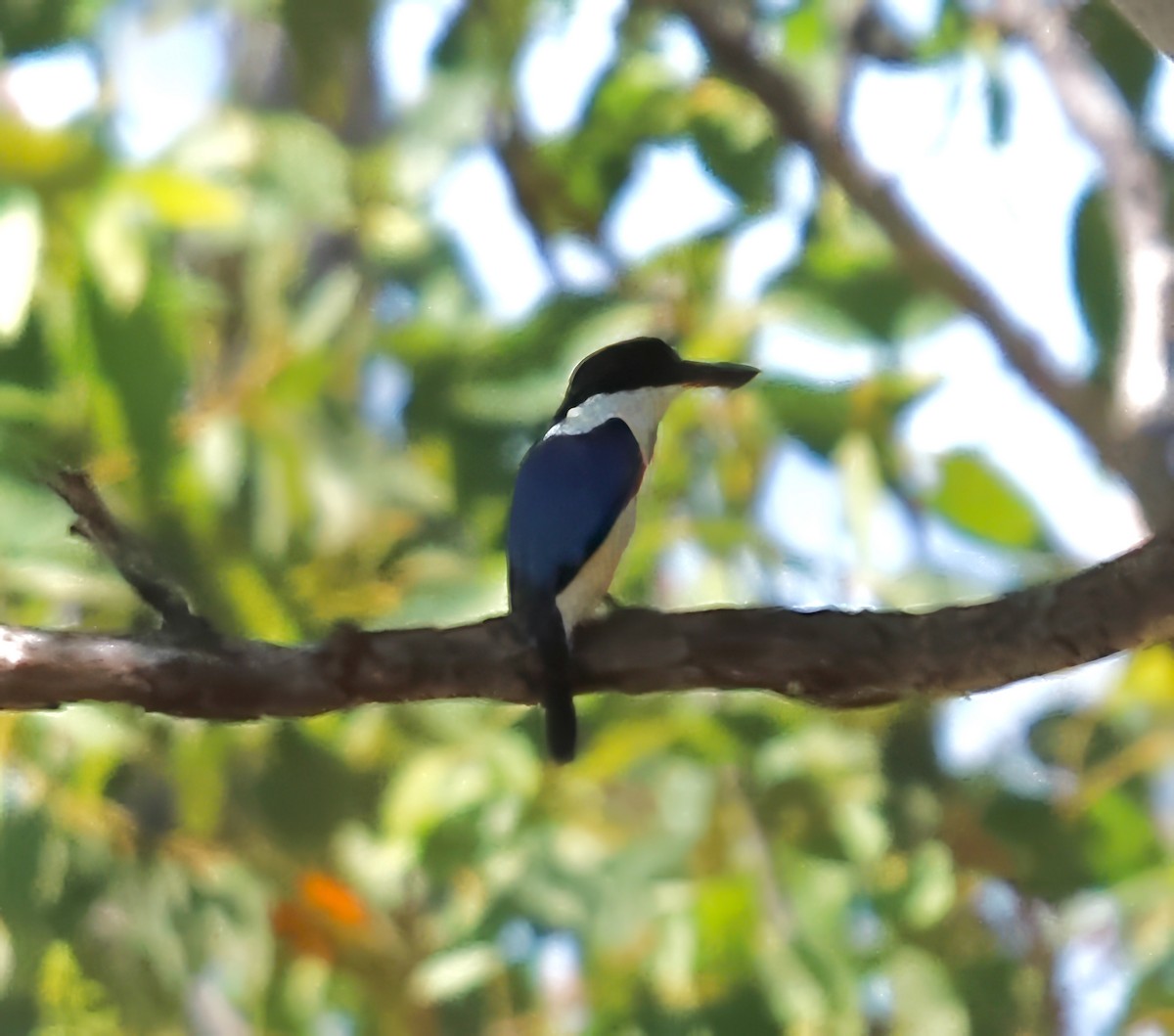 Forest Kingfisher - ML619744091