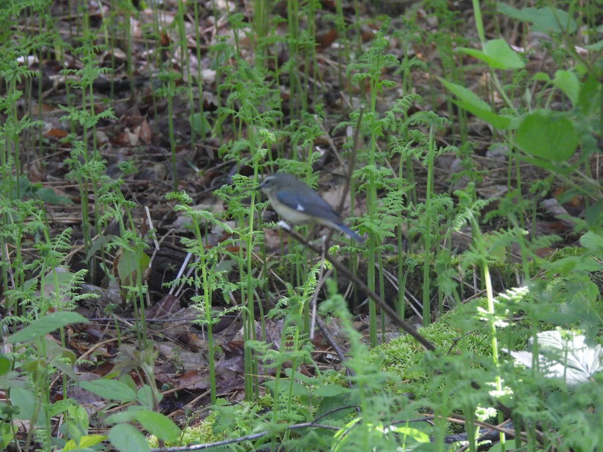 Black-throated Blue Warbler - ML619744092