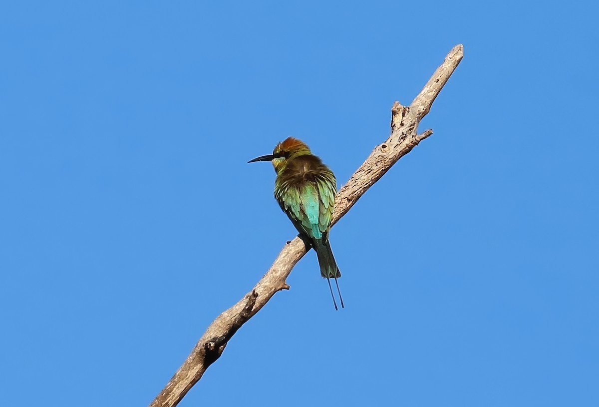 Rainbow Bee-eater - ML619744093