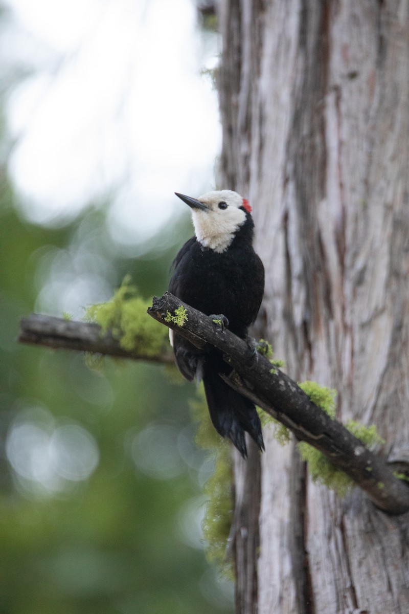 White-headed Woodpecker - ML619744137