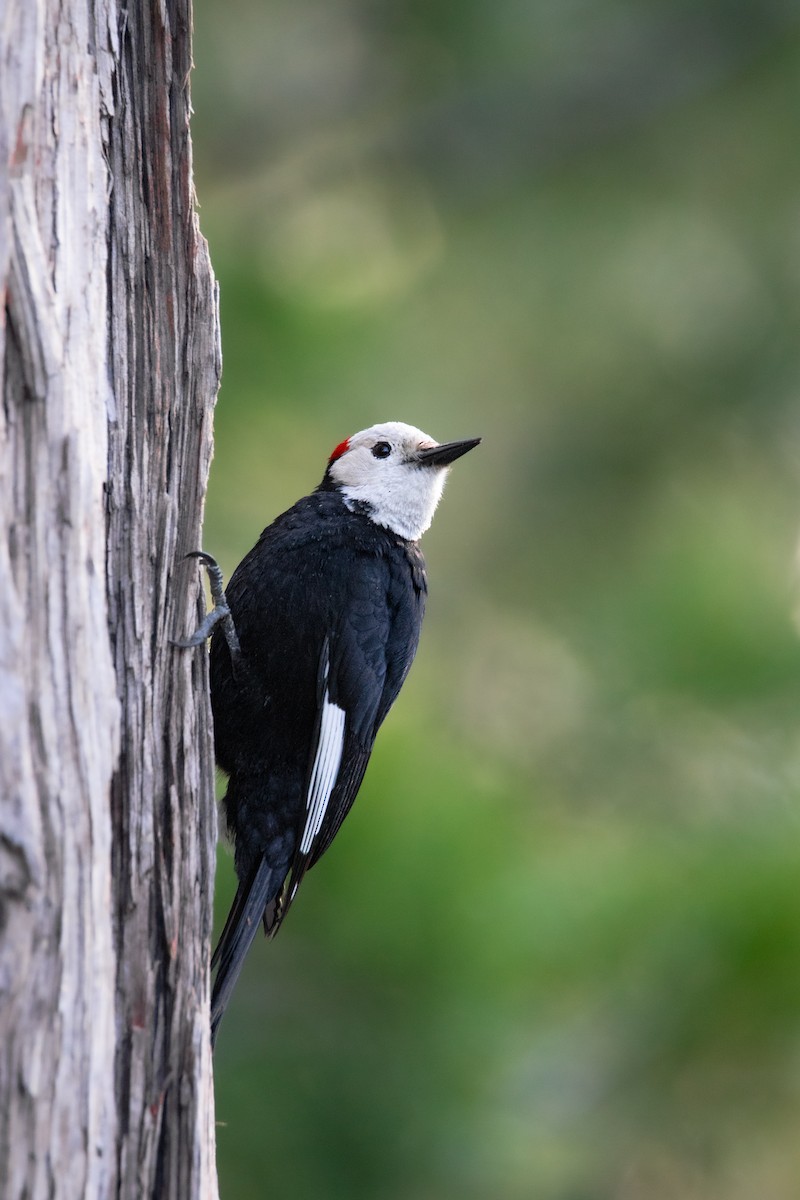 White-headed Woodpecker - ML619744140