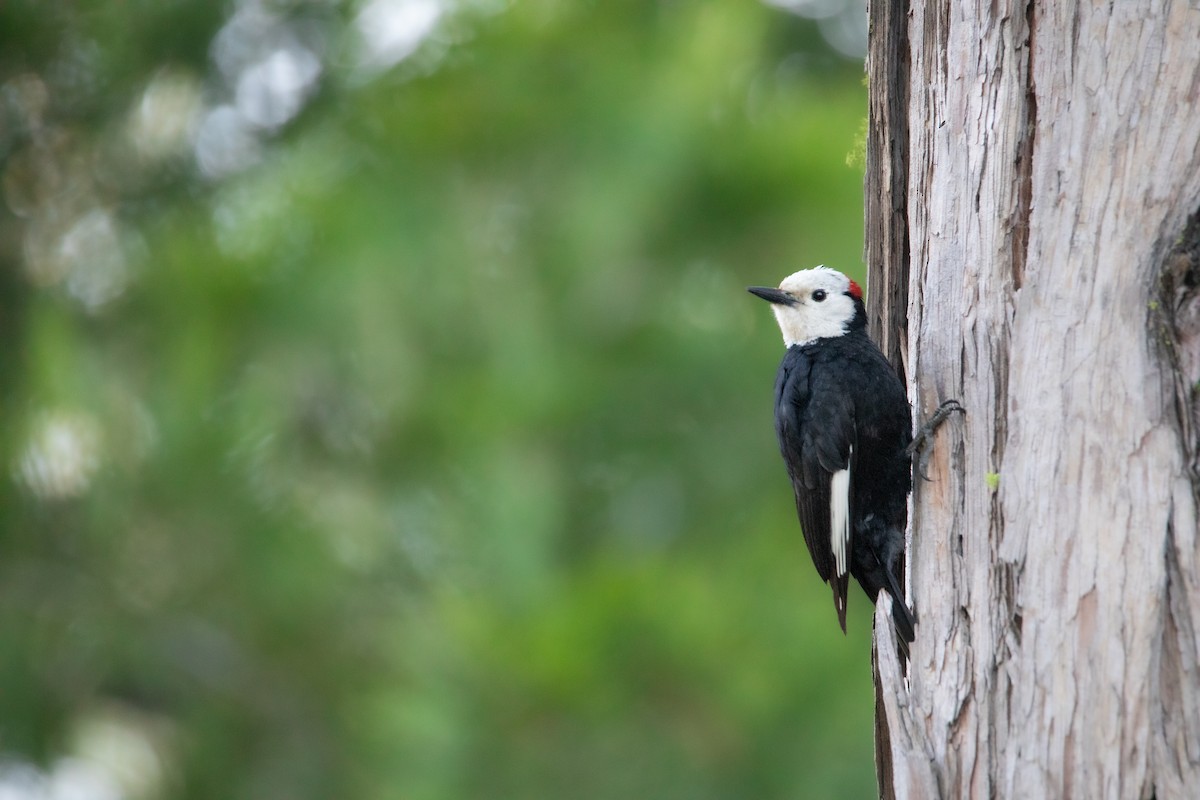 White-headed Woodpecker - ML619744143