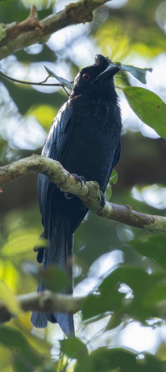 Greater Racket-tailed Drongo - ML619744201