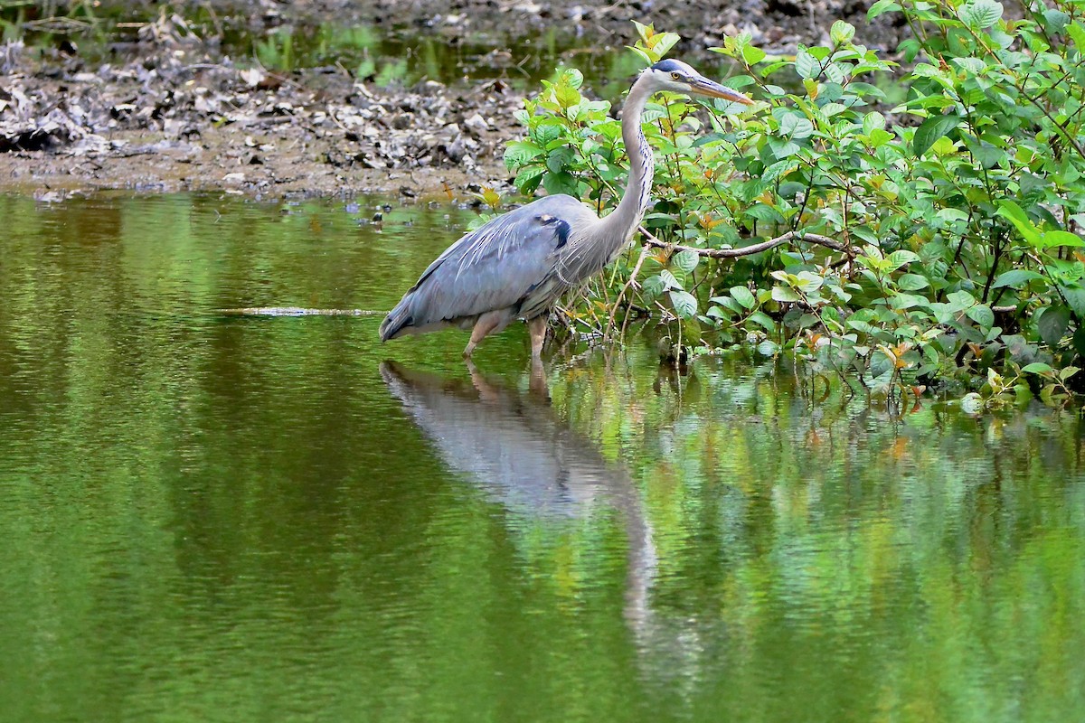 eBird Checklist - 28 May 2024 - Ashby Pond Conservancy Site - 25 species