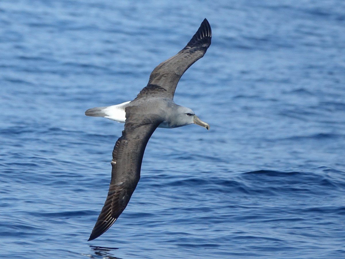 albatros snarský - ML619744257