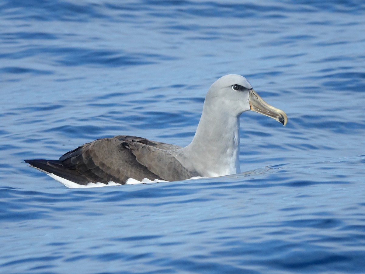 albatros snarský - ML619744258