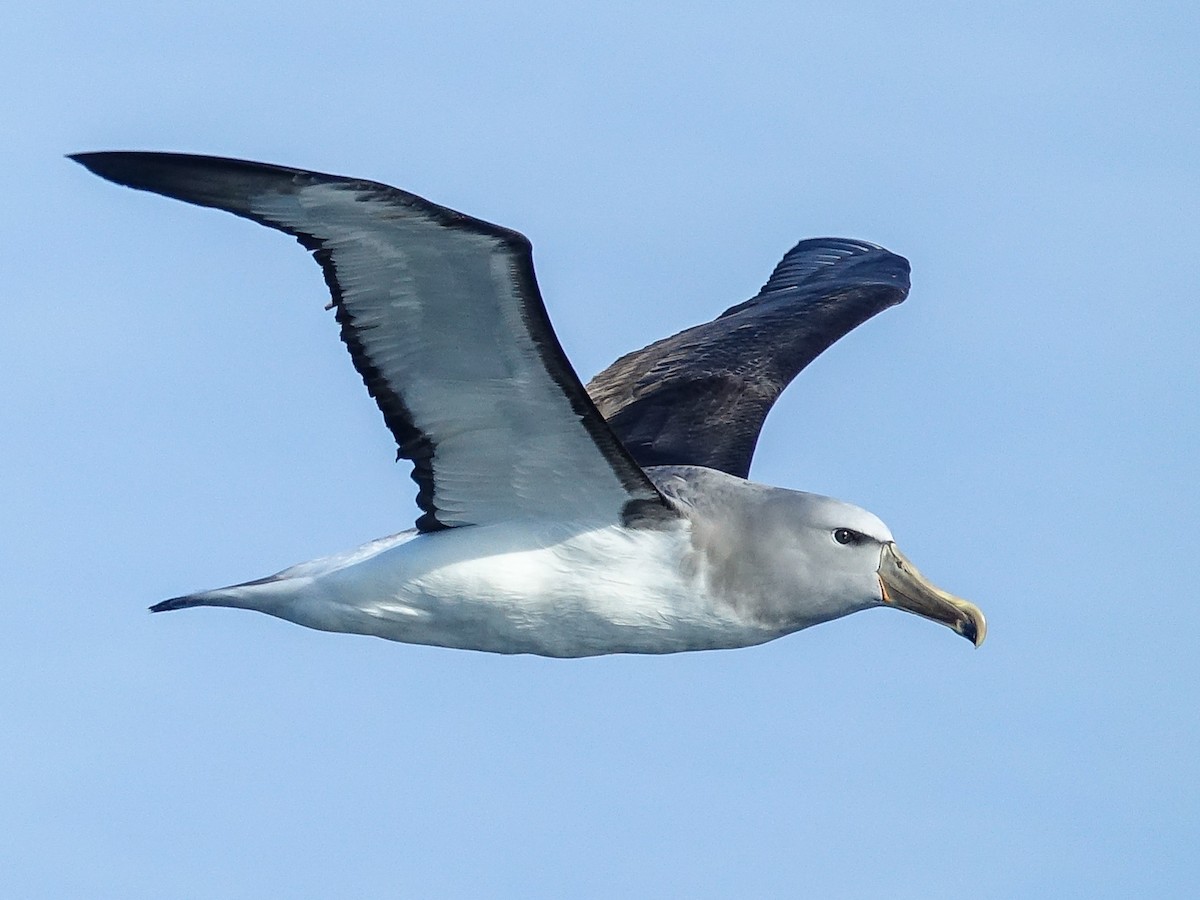 albatros snarský - ML619744259