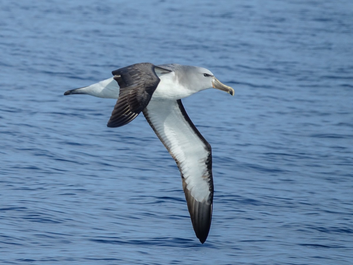 albatros snarský - ML619744260