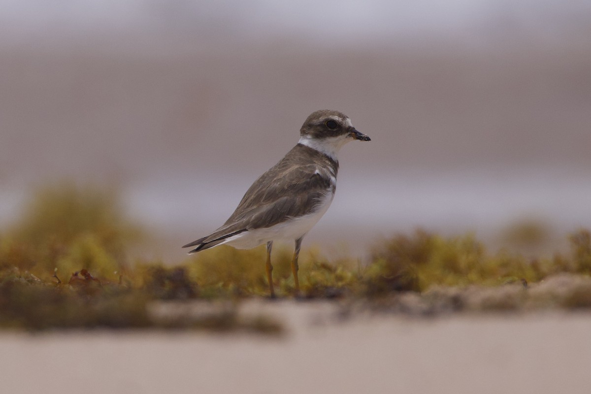 Semipalmated Plover - ML619744262