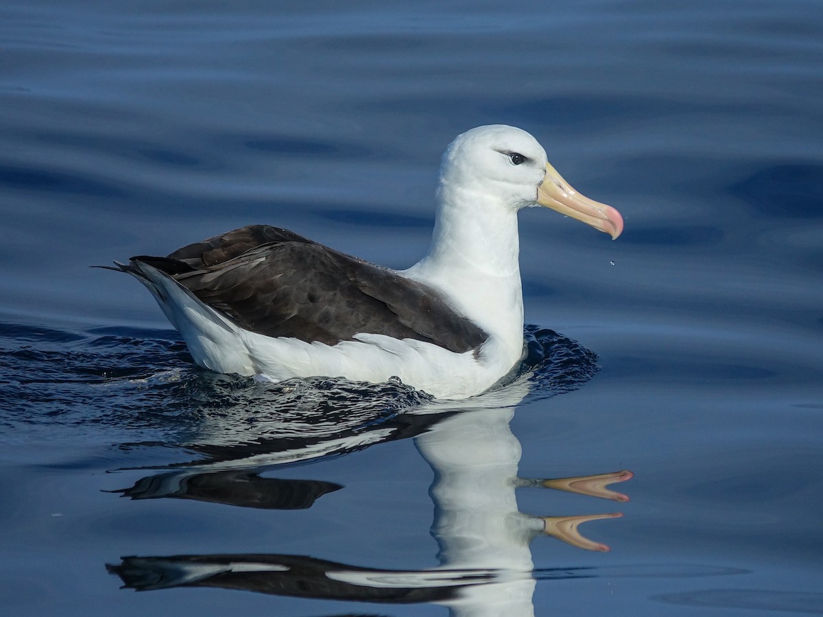Albatros bekainduna (melanophris) - ML619744264