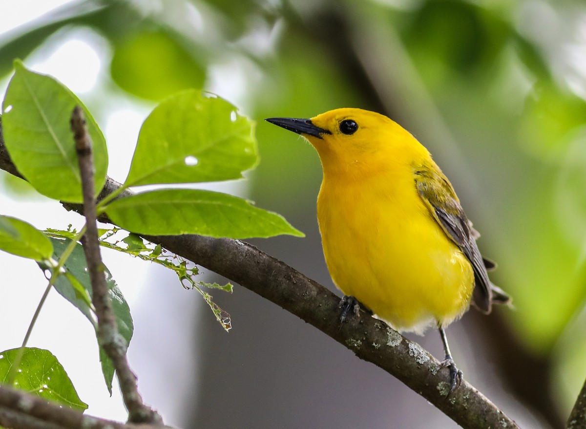 Prothonotary Warbler - ML619744265