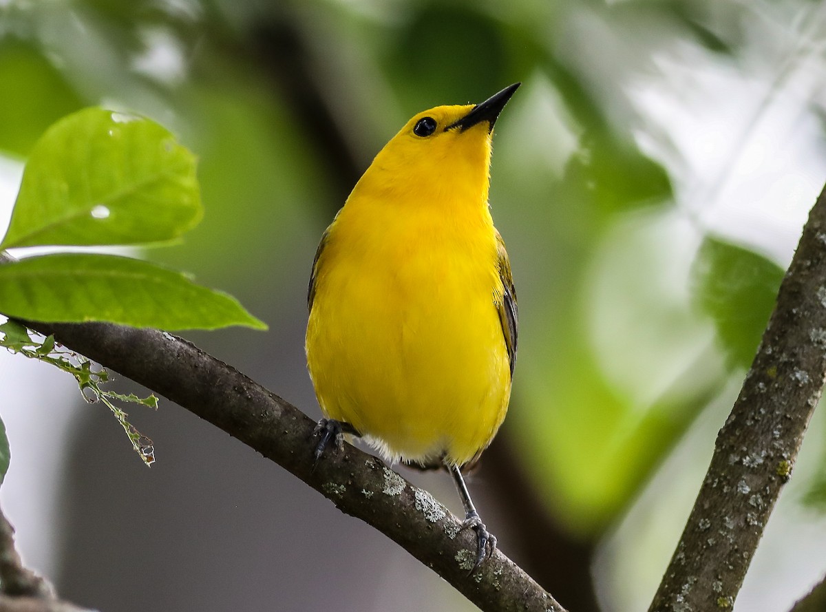 Prothonotary Warbler - ML619744266
