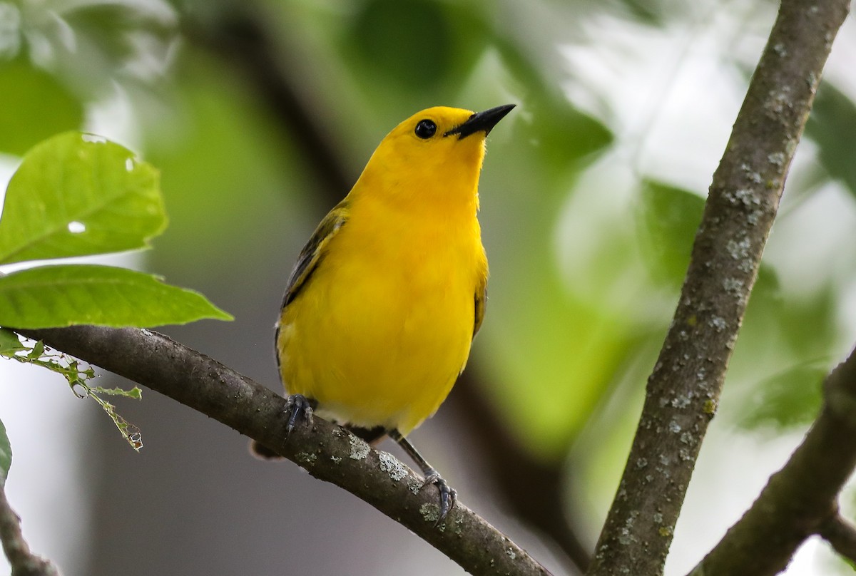 Prothonotary Warbler - ML619744268