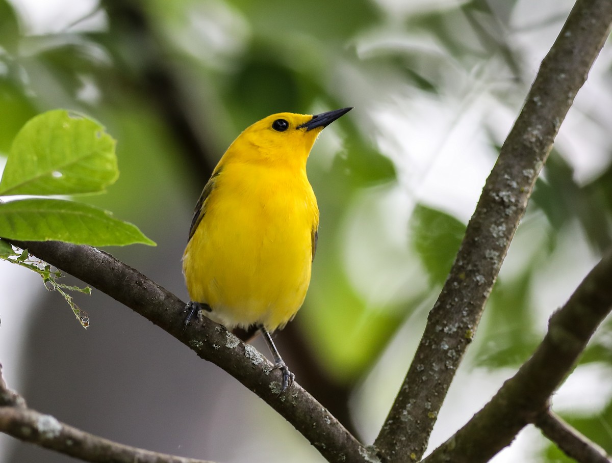 Prothonotary Warbler - ML619744269