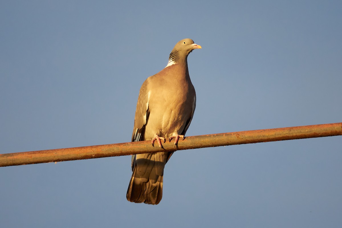 Common Wood-Pigeon - ML619744328