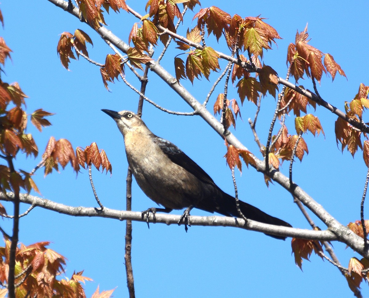 Great-tailed Grackle - ML619744362