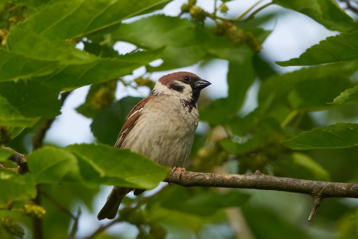 Eurasian Tree Sparrow - ML619744403