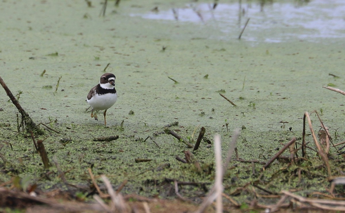 Semipalmated Plover - ML619744440