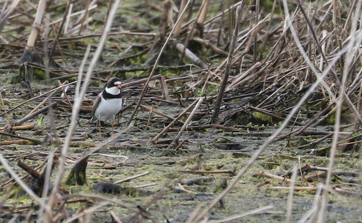 Semipalmated Plover - ML619744444