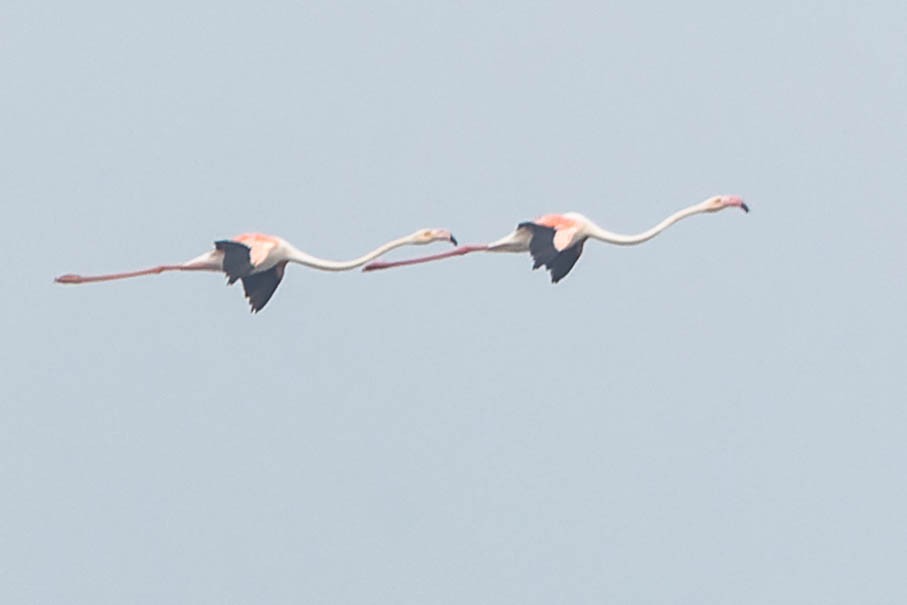 Greater Flamingo - ML619744447