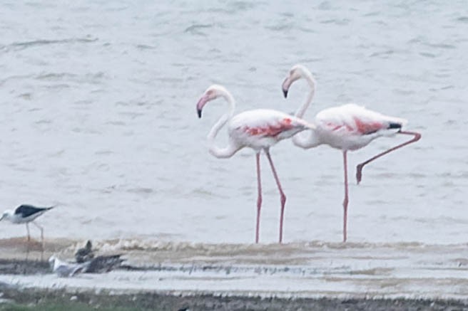 Greater Flamingo - ML619744448