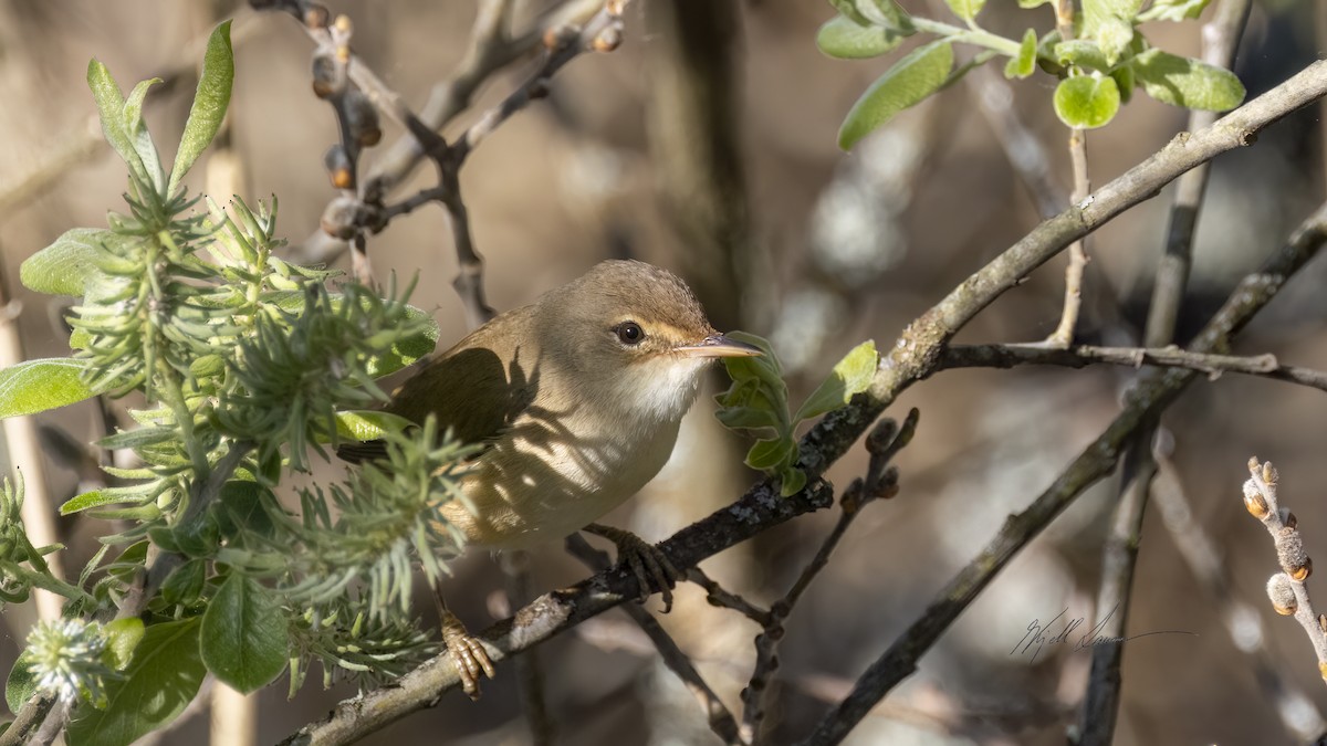 Common Reed Warbler - ML619744463