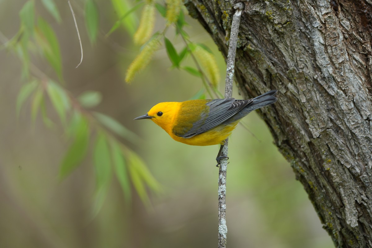 Prothonotary Warbler - ML619744574