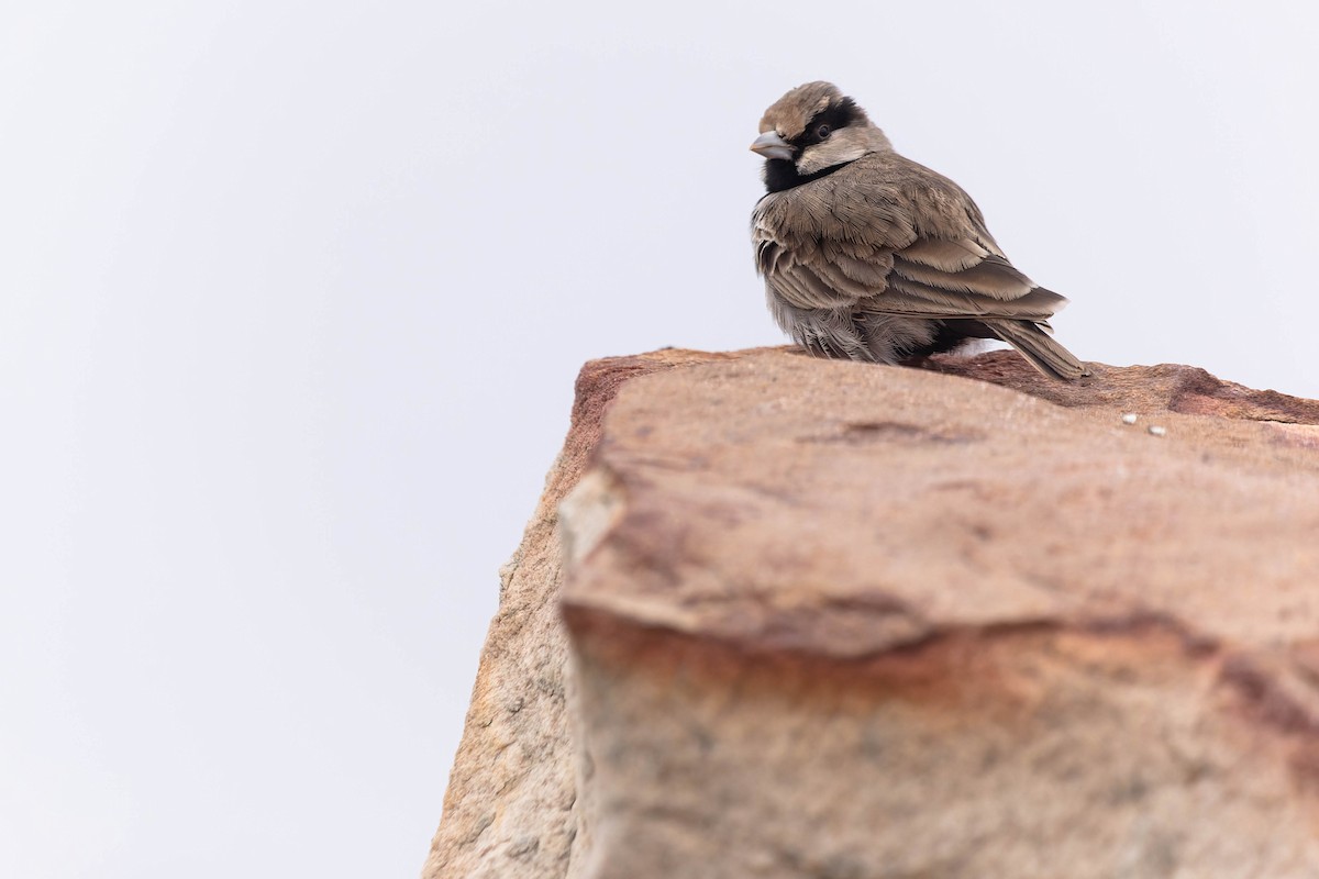 Ashy-crowned Sparrow-Lark - ML619744577