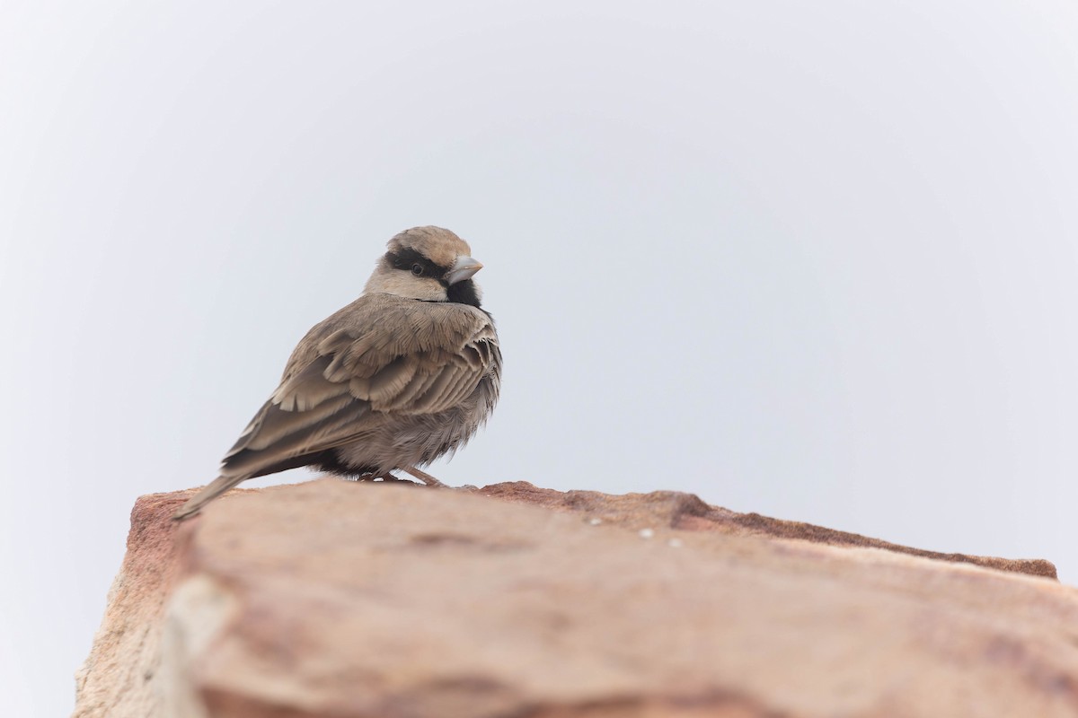 Ashy-crowned Sparrow-Lark - ML619744578
