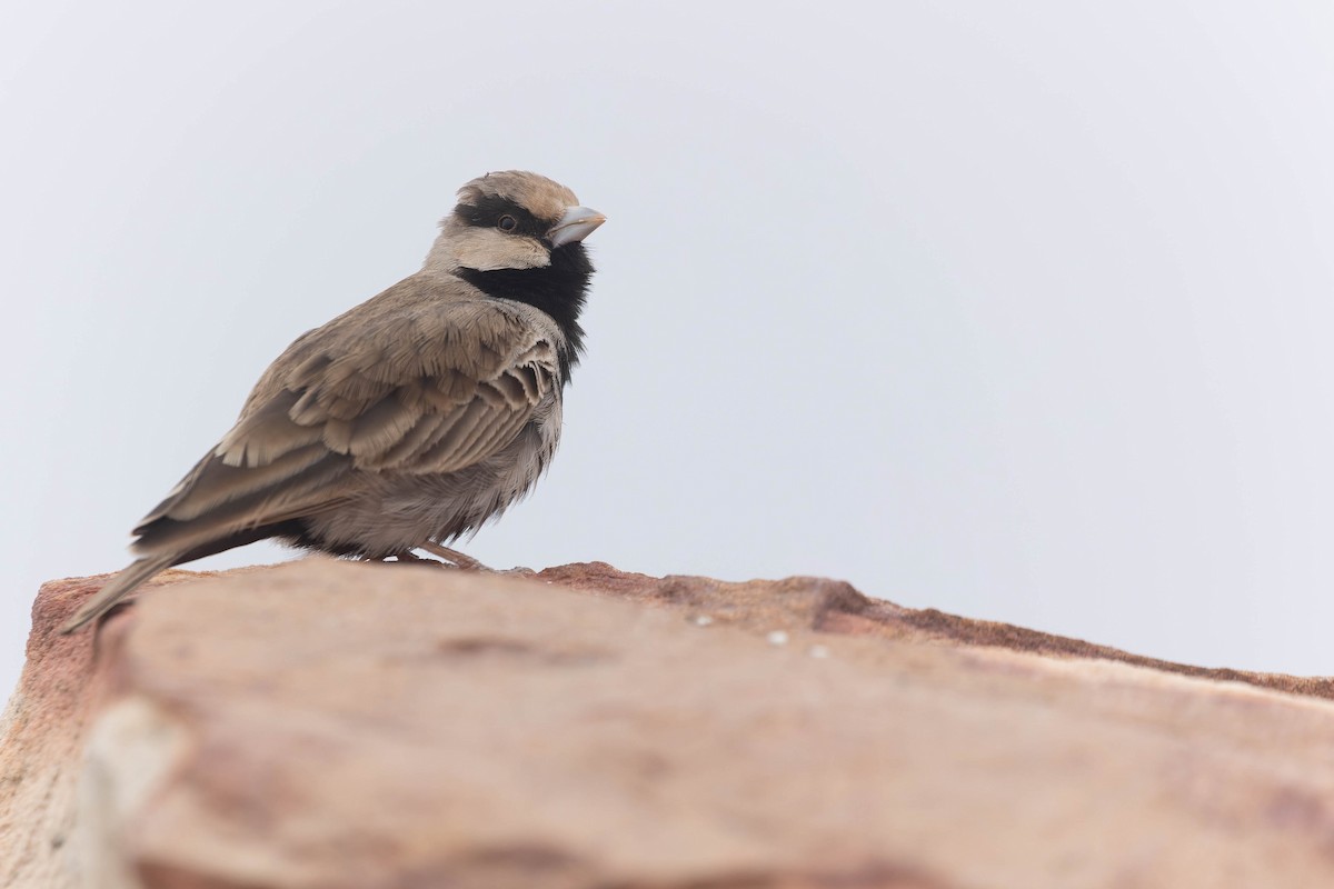 Ashy-crowned Sparrow-Lark - ML619744579