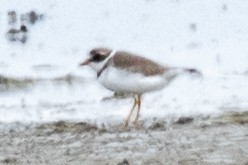 Semipalmated Plover - ML61974461