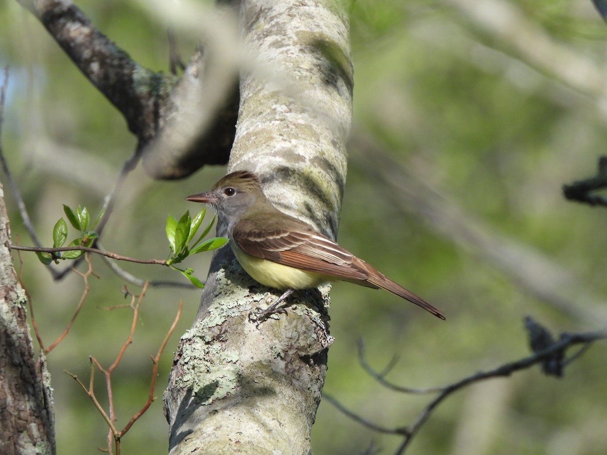 Great Crested Flycatcher - ML619744649