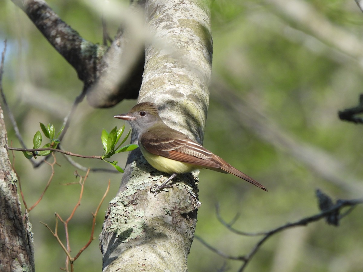 Great Crested Flycatcher - ML619744650