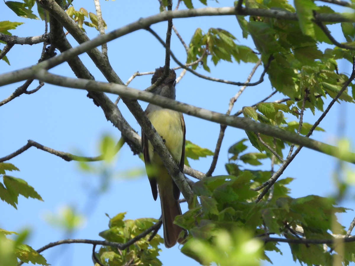 Great Crested Flycatcher - ML619744652