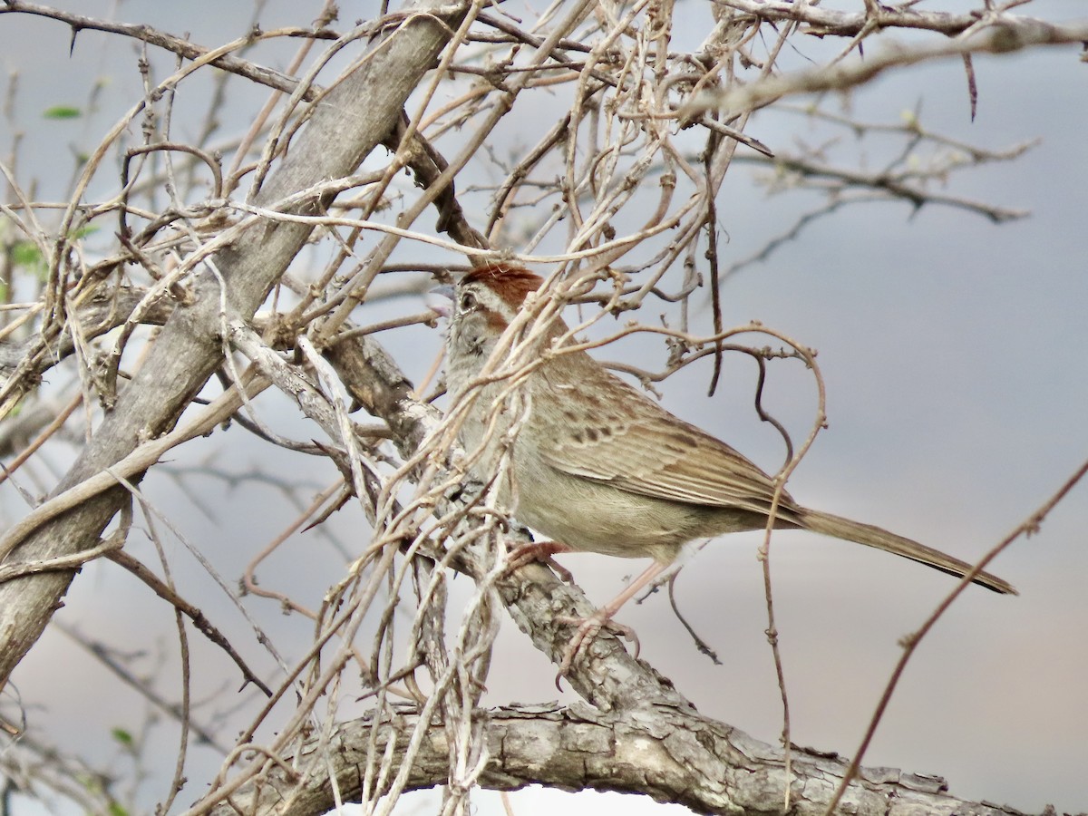 Rufous-crowned Sparrow - ML619744653