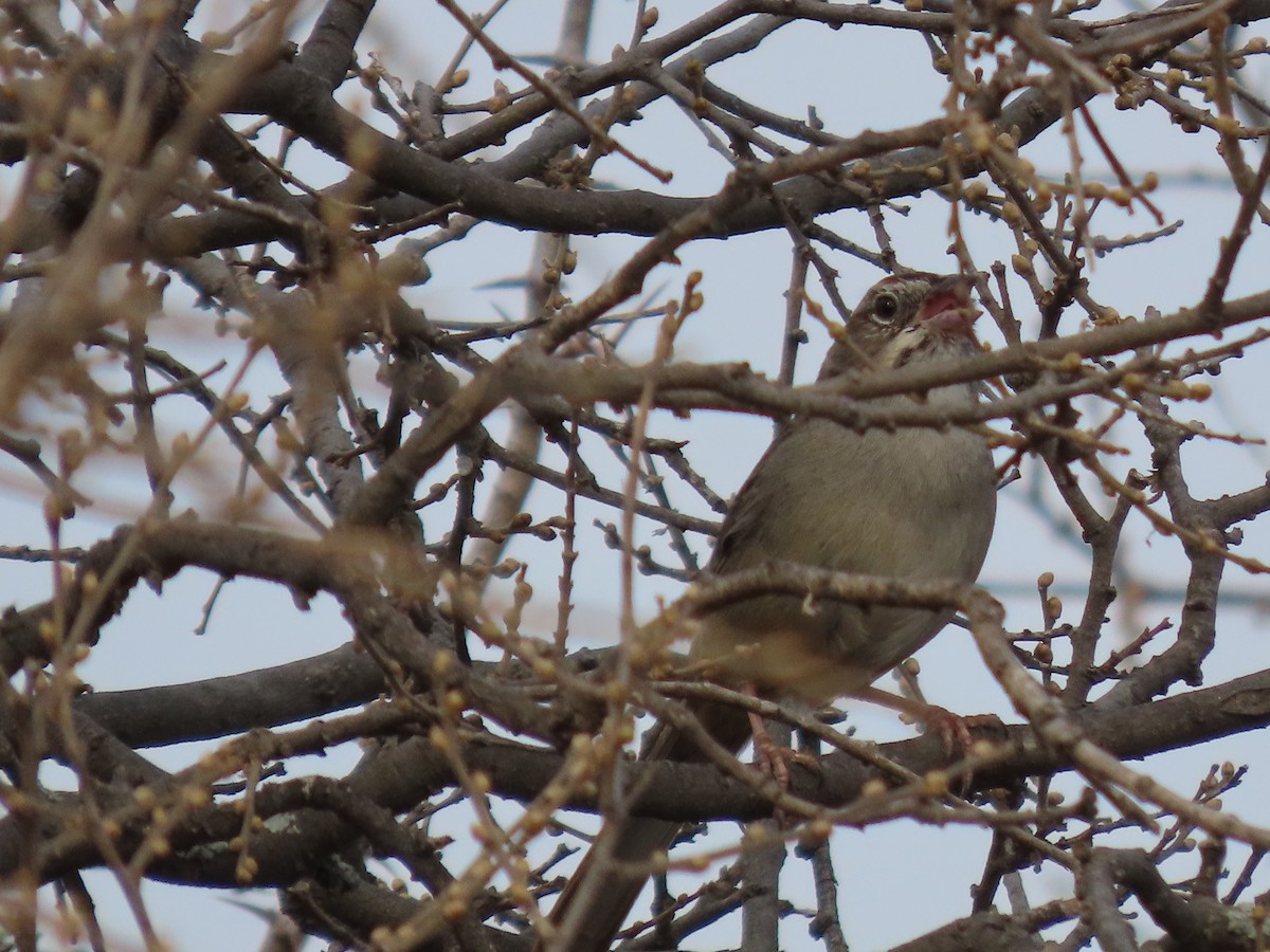 Rufous-crowned Sparrow - ML619744654