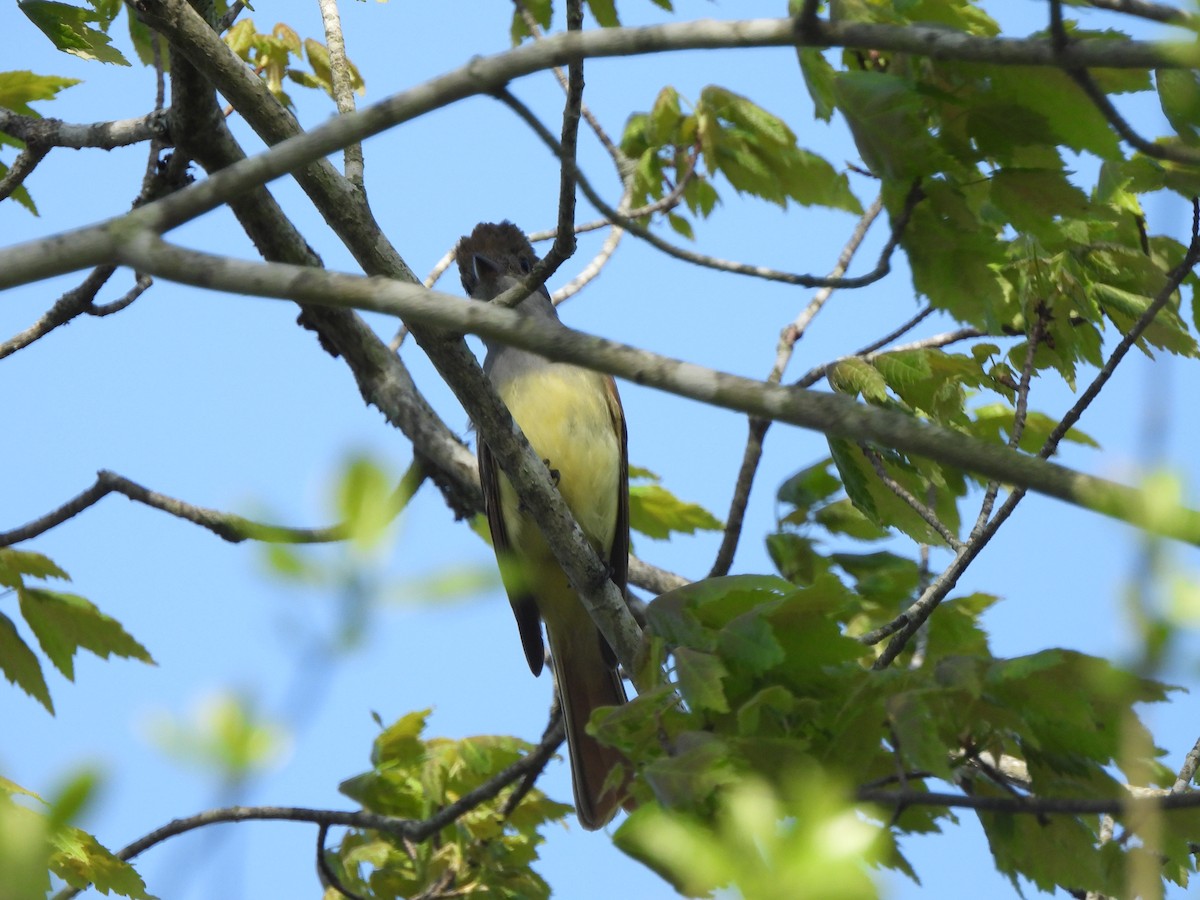 Great Crested Flycatcher - ML619744655