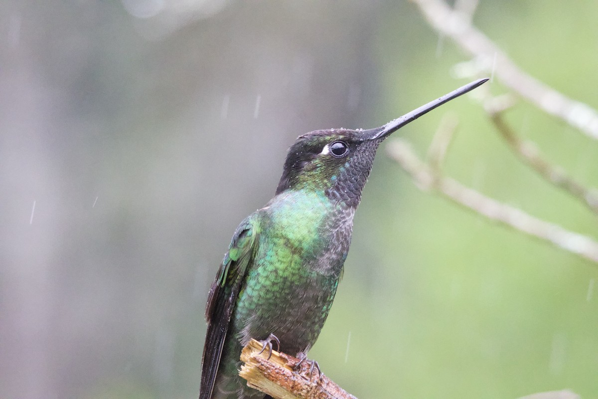 Talamanca Hummingbird - ML619744736