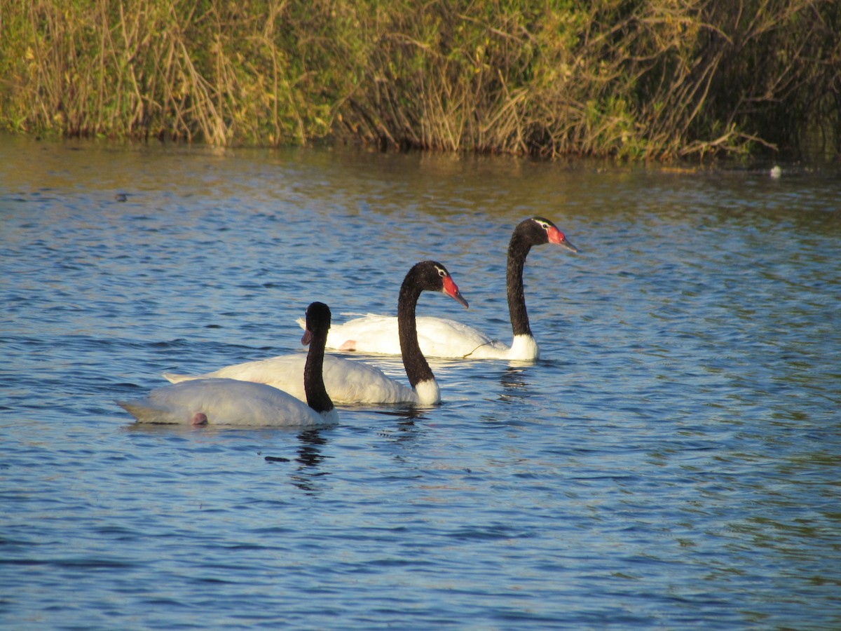 Black-necked Swan - ML619744745