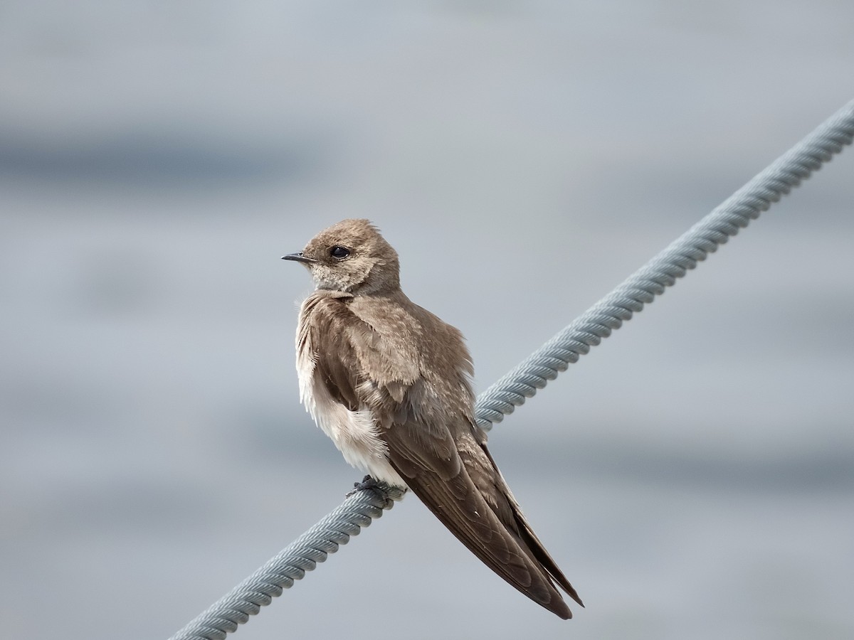 Northern Rough-winged Swallow - ML619744760