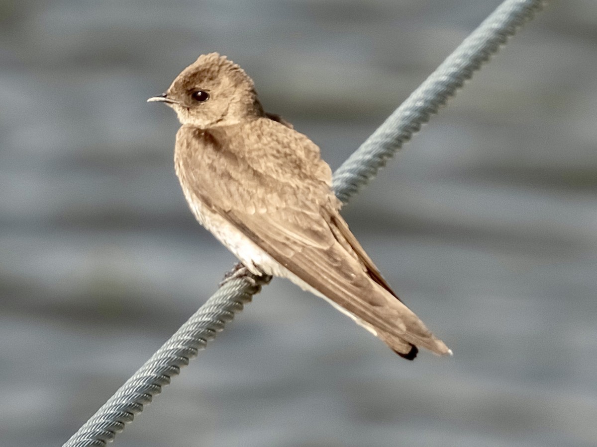 Northern Rough-winged Swallow - ML619744761
