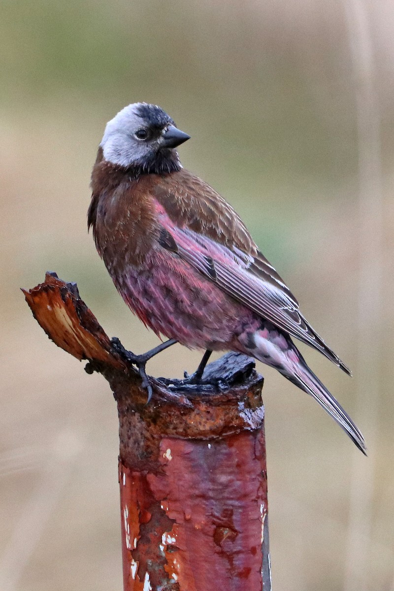 Gray-crowned Rosy-Finch - ML619744800
