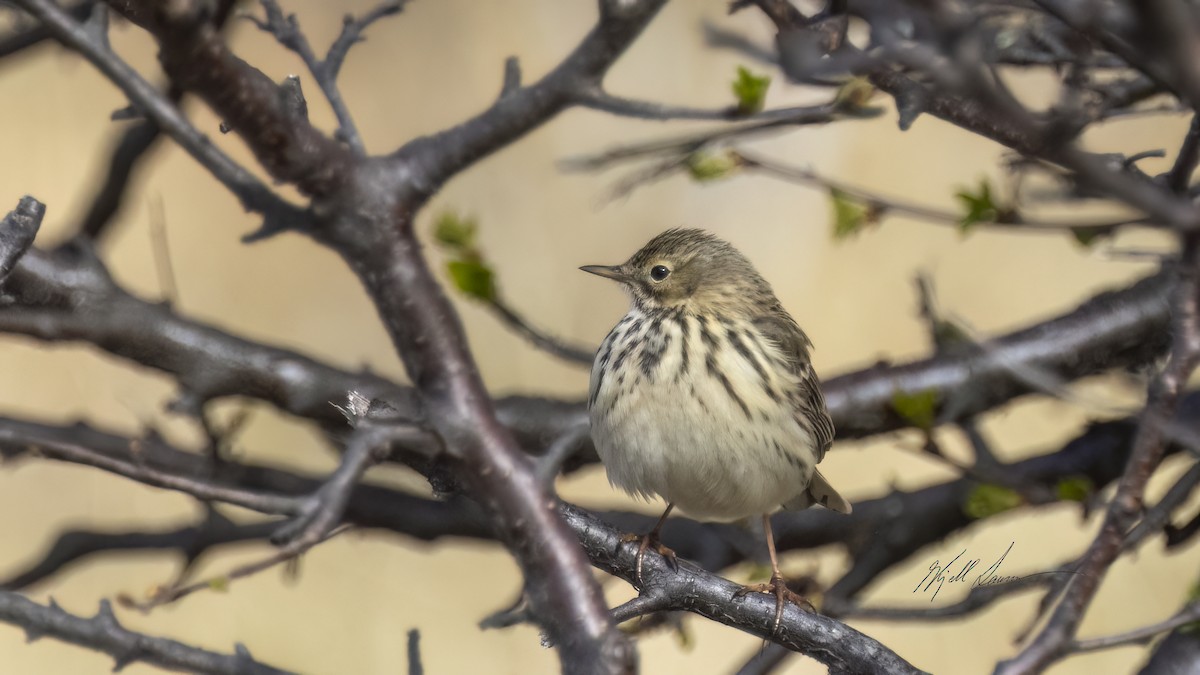 Meadow Pipit - ML619744827