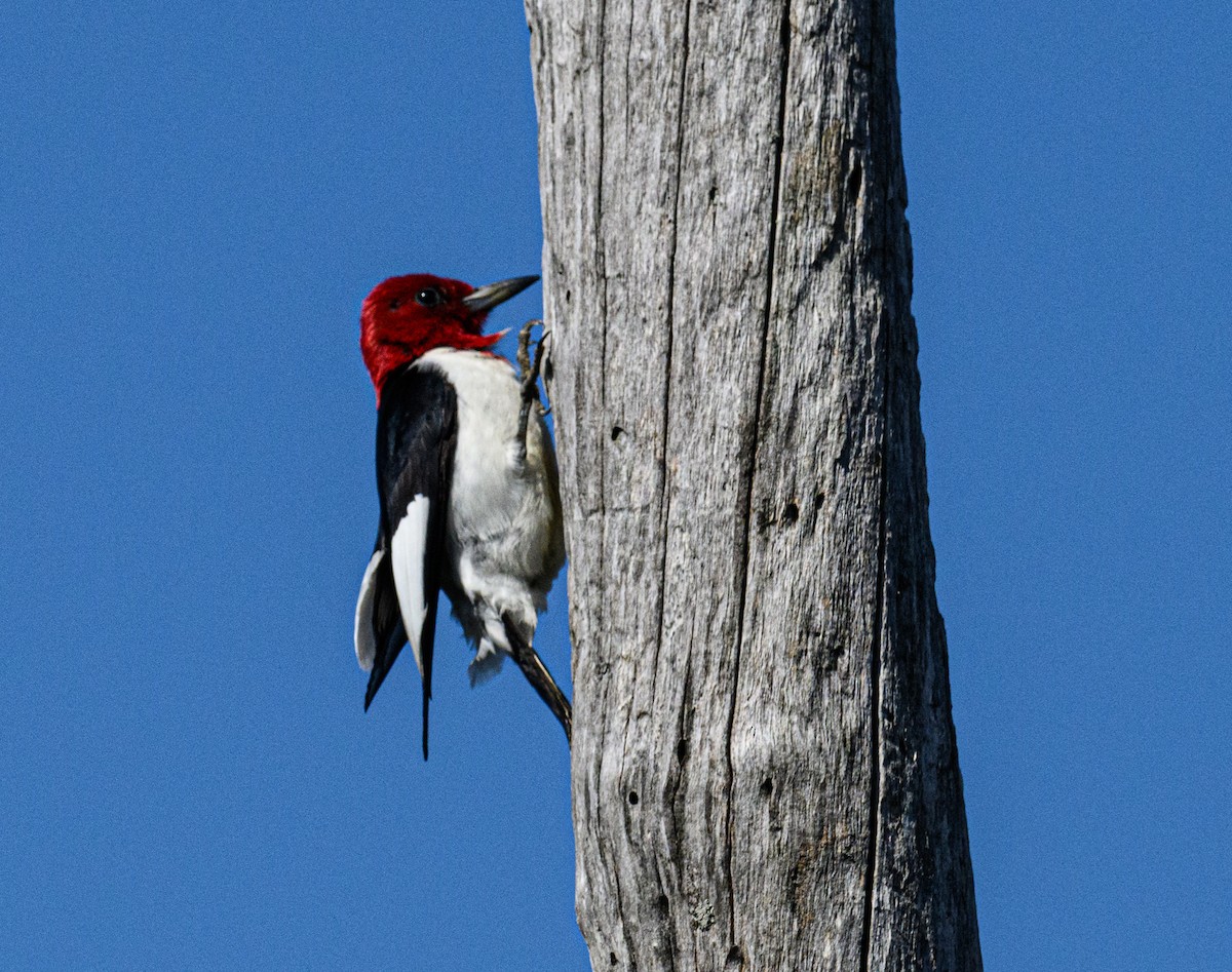 Red-headed Woodpecker - ML619744842
